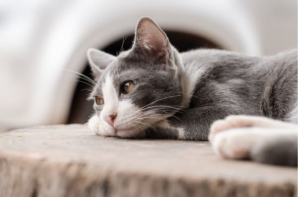Cat boarding at Animal Health Clinic