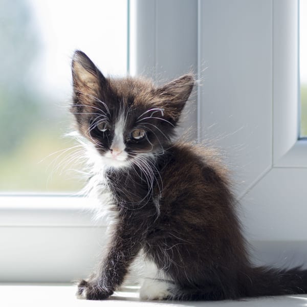 Cat needs Veteinary Diagnostics in Manchester