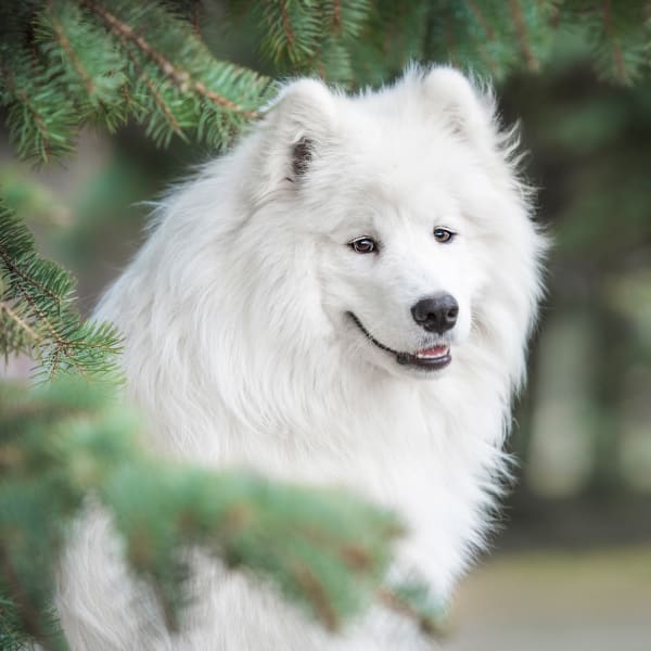 Beauthiful dog after Bathing at Animal Health Clinic