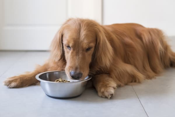 Internal Medicine for Dogs in Manchester