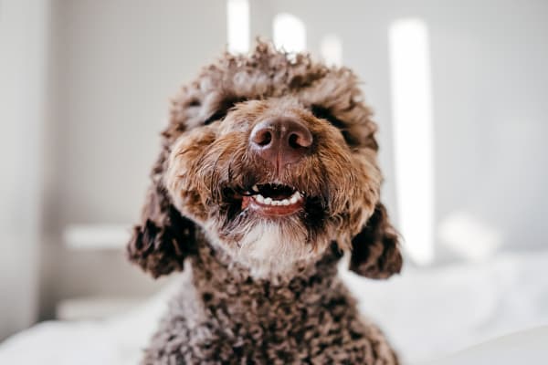 Dog at Preventive Checkup at Animal Health Clinic