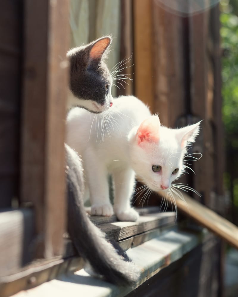 Internal Medicine for Cats in Manchester