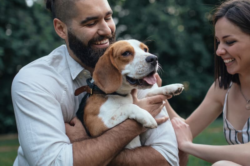 Dog at Preventive Checkup in Manchester