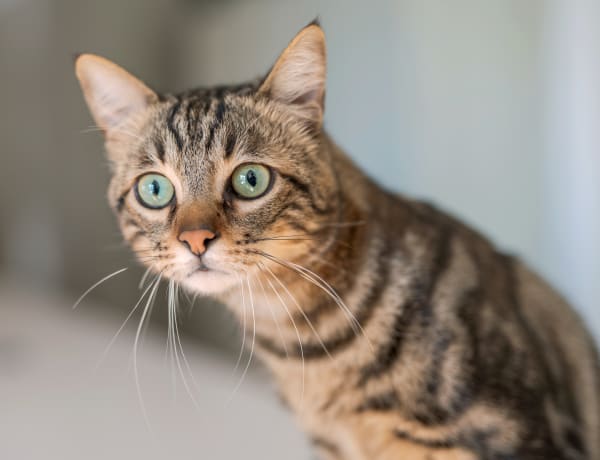 Cat Surgery in Manchester