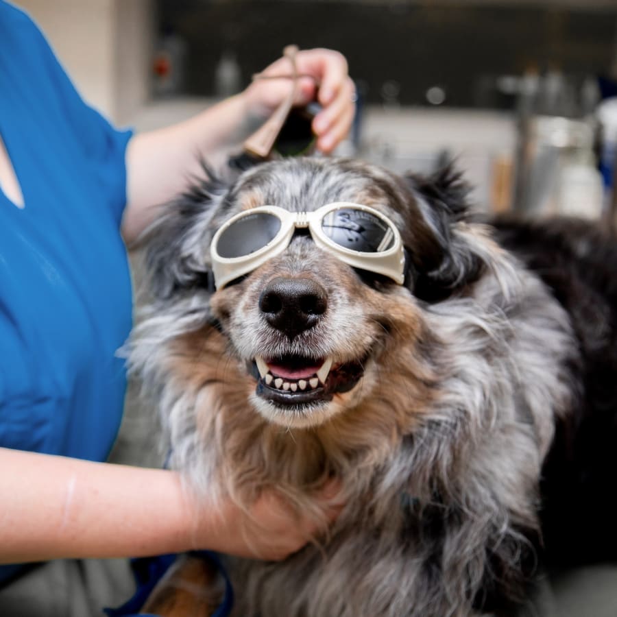 Cold Laser Therapy, Manchester Veterinarians